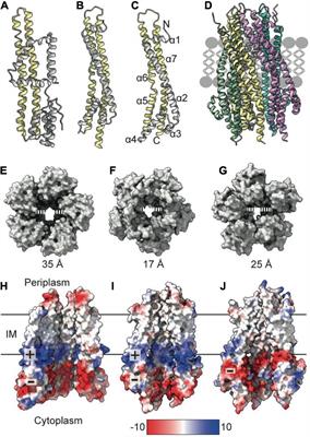 Force-Generation by the Trans-Envelope Tol-Pal System